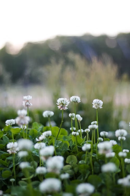 The Power of Clover | Windermere Garden Centre