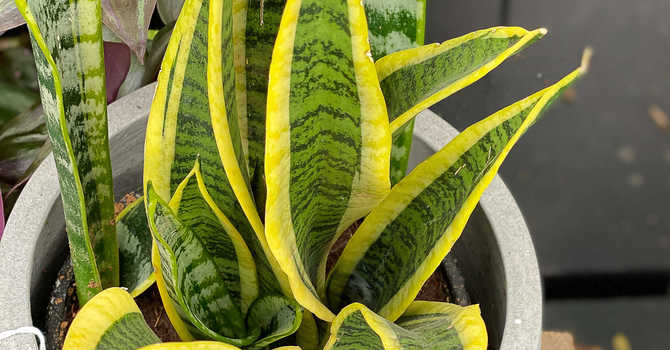 The Healing Touch of Houseplants