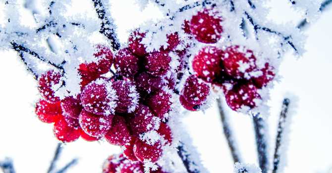 A Garden That Doesn’t Hibernate! 