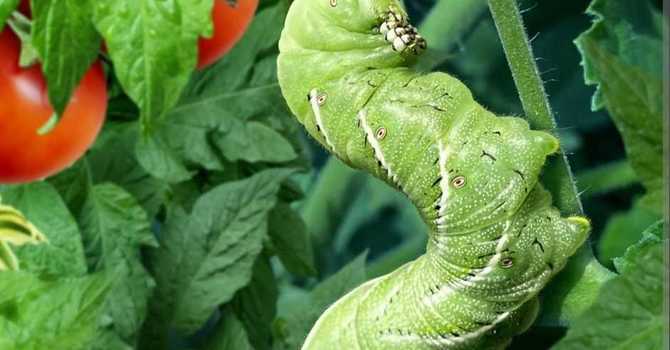 Little Hands, Big Benefits image