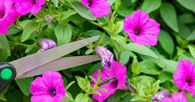 The Importance of Deadheading