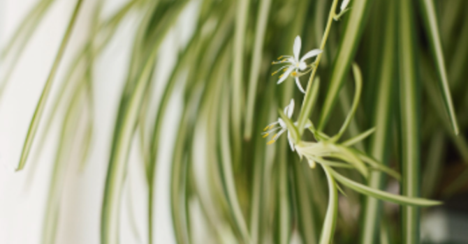 A Breath of Fresh Air